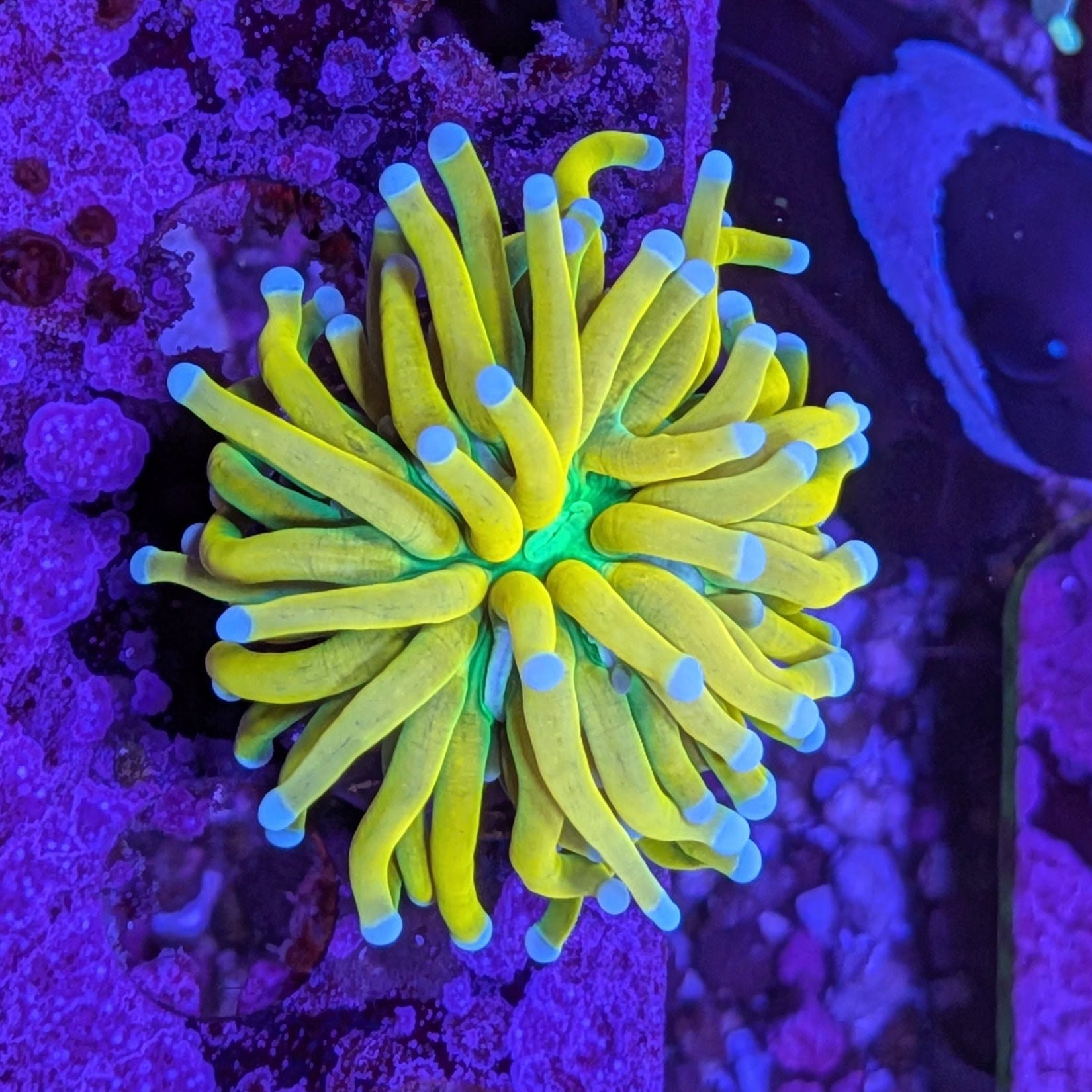 Malaysian Banana Torch