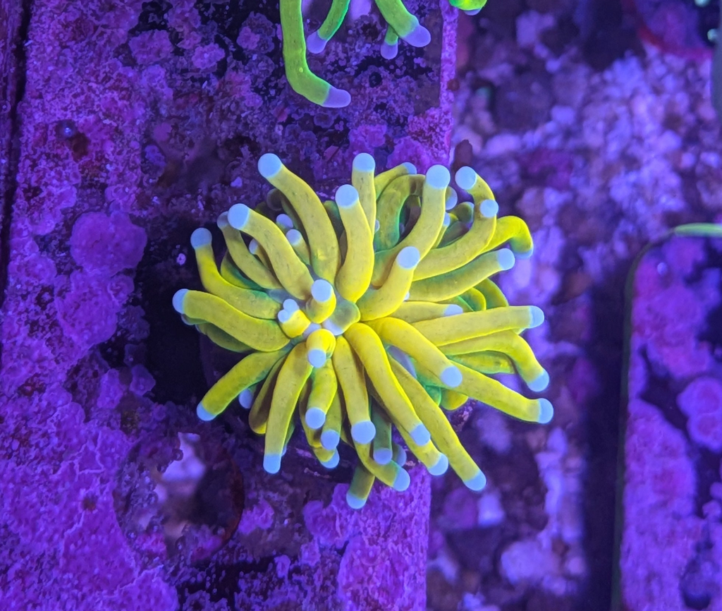 Malaysian Banana Torch